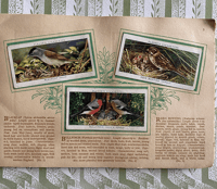 Image 3 of An Album of Birds & Their Young