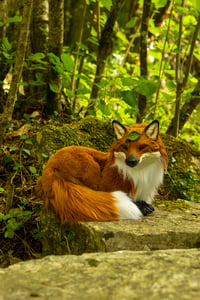 Image 9 of Nogitsune (野狐) poseable art doll [PREORDER]