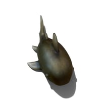 Image 6 of SHARKS!!!!