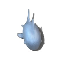 Image 7 of SHARKS!!!!