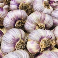 Image 1 of French Piolenc 2026 New Season Fresh Garlic Bulbs