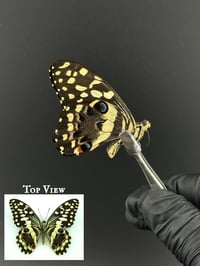 #251 Papilio Demodocus (Citrus Swallowtail)