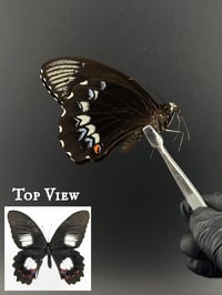 #252 Papilio Ambrax (Ambrax Swallowtail)