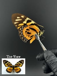 #253 Papilio Zagreus (Giant Orange Tiger)