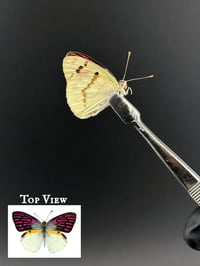#256 Colotis Zoe (Malagasay Lilac Tip Butterfly)