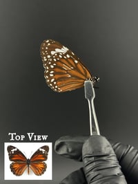 #257 Danaus Affinis (Swamp Tiger Butterfly)