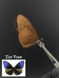 #259 Euploea Mulciber (Striped Blue Crow Butterfly)