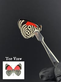 #262 Diaethria Clymena (Cramer's 88 Butterfly)
