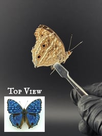 #263 Junonia Rhadama (Royal Blue Pansy Butterfly)