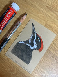 Image 1 of Pileated Woodpecker - Framed Original