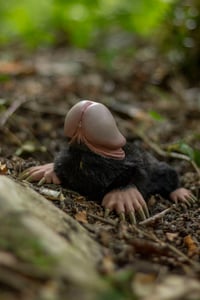 Image 7 of Wagōjin no ogoromochi (和合神のおごろもち) poseable art doll [PREORDER]