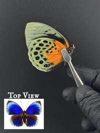 #264 Agrias Beautifica Lachaumei (Agrias Butterfly)