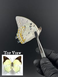 #267 Polyura Delphis Concha (Jeweled Nawab)