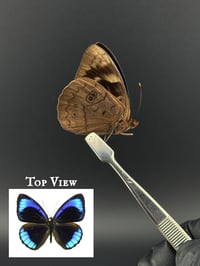 #270 Eunica Alcmena (Dark Purple-wing Butterfly)