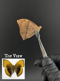 #271 Cymothoe Hypatha (Lurid Glider Butterfly)