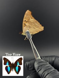 #272 Doxocopa Cherubina (Turquoise Emperor Butterfly)
