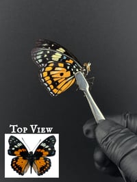 #275 Sephisa Chandra (Eastern Courier Butterfly)