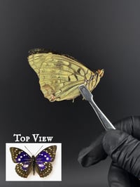 #276 Sasakia Charonda (Great Purple Emperor Butterfly)