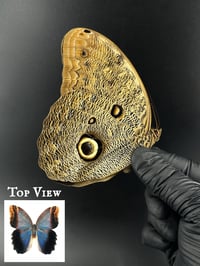 #277 Caligo Eurilochus (Forest Giant Owl Butterfly)