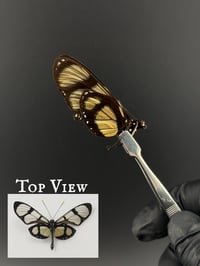 #278 Thyridia Psidii (Melantho Tigerwing Butterfly)