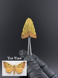 #280 Ophiusa Tirhaca (Green Drab Moth)
