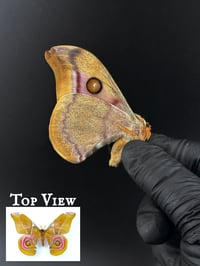 #281 Antherina Suraka (Madagascar Bullseye Moth)