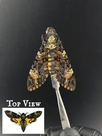 #282 Acherontia Atropos (African Death's Head Moth)