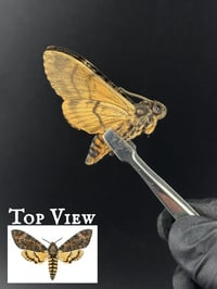 #283 Acherontia Styx (Bee Robber Death's Head Moth)