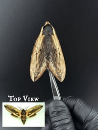 #284 Sphinx Ligustri (Privet Hawk Moth)
