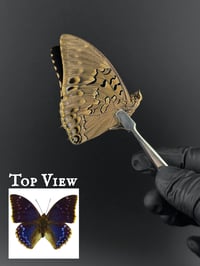 #286 Charaxes Tiridates (Blue Charaxes)