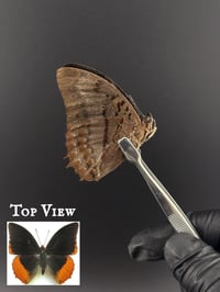 #287 Charaxes Protoclea (Flame-bordered Emperor Charaxes)
