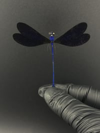 #288 Vestalis Luctuosa (Ebony Jewelwing Damselfly)