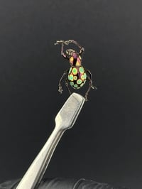 Image 1 of #289 Pachyrrynchus Gemmatus (Easter Egg Weevil)