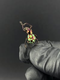 Image 2 of #289 Pachyrrynchus Gemmatus (Easter Egg Weevil)