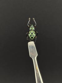 Image 1 of #290 Pachyrrynchus Reticulatus (Jewel Weevil of the Philippines)
