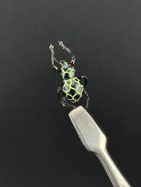 Image 2 of #290 Pachyrrynchus Reticulatus (Jewel Weevil of the Philippines)