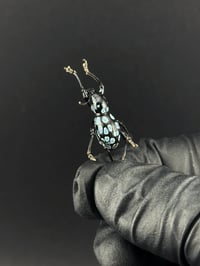 Image 2 of #291 Pachyrrynchus Congestus Robustas (Easter Egg Weevil)