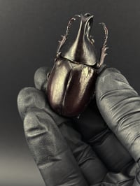 Image 1 of #292 Xylotrupes Gideon (Brown Rhino Beetle)
