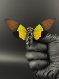 Image 1 of #295 Trengganua Sibylla (High-noon Cicada)