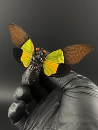 Image 2 of #295 Trengganua Sibylla (High-noon Cicada)
