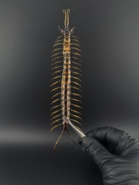 Image 1 of #301 Scolopendra Pieceoflava (Piece-of-Lava Centipede)