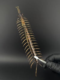 Image 2 of #301 Scolopendra Pieceoflava (Piece-of-Lava Centipede)