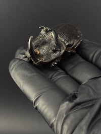Image 2 of #304 Trichogomphus Martabani (Giant Black Rhino Horn Beetle)