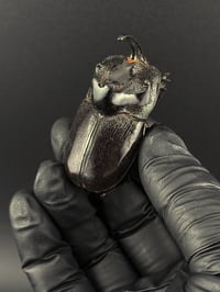 Image 1 of #304 Trichogomphus Martabani (Giant Black Rhino Horn Beetle)