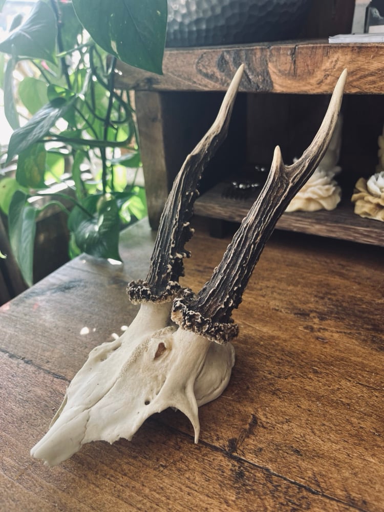 Image of Vintage Roebuck Antlers #1