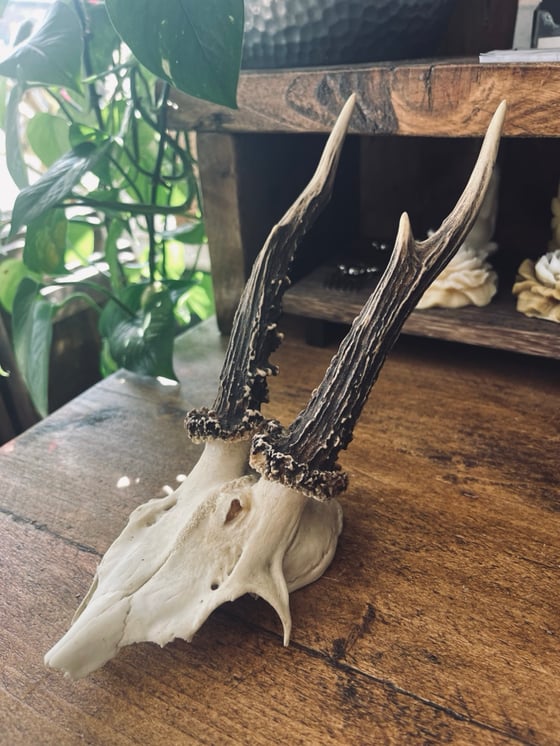 Image of Vintage Roebuck Antlers #1