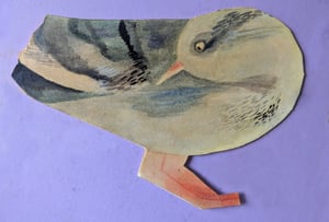 Image of Grey bird