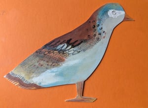 Image of Weird bird