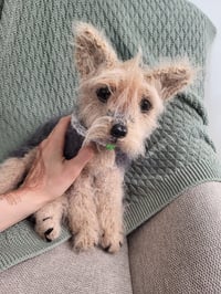 Image 1 of Terrier "Mona" — Hand-Knitted Wool Dog
