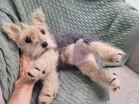 Image 4 of Terrier "Mona" — Hand-Knitted Wool Dog